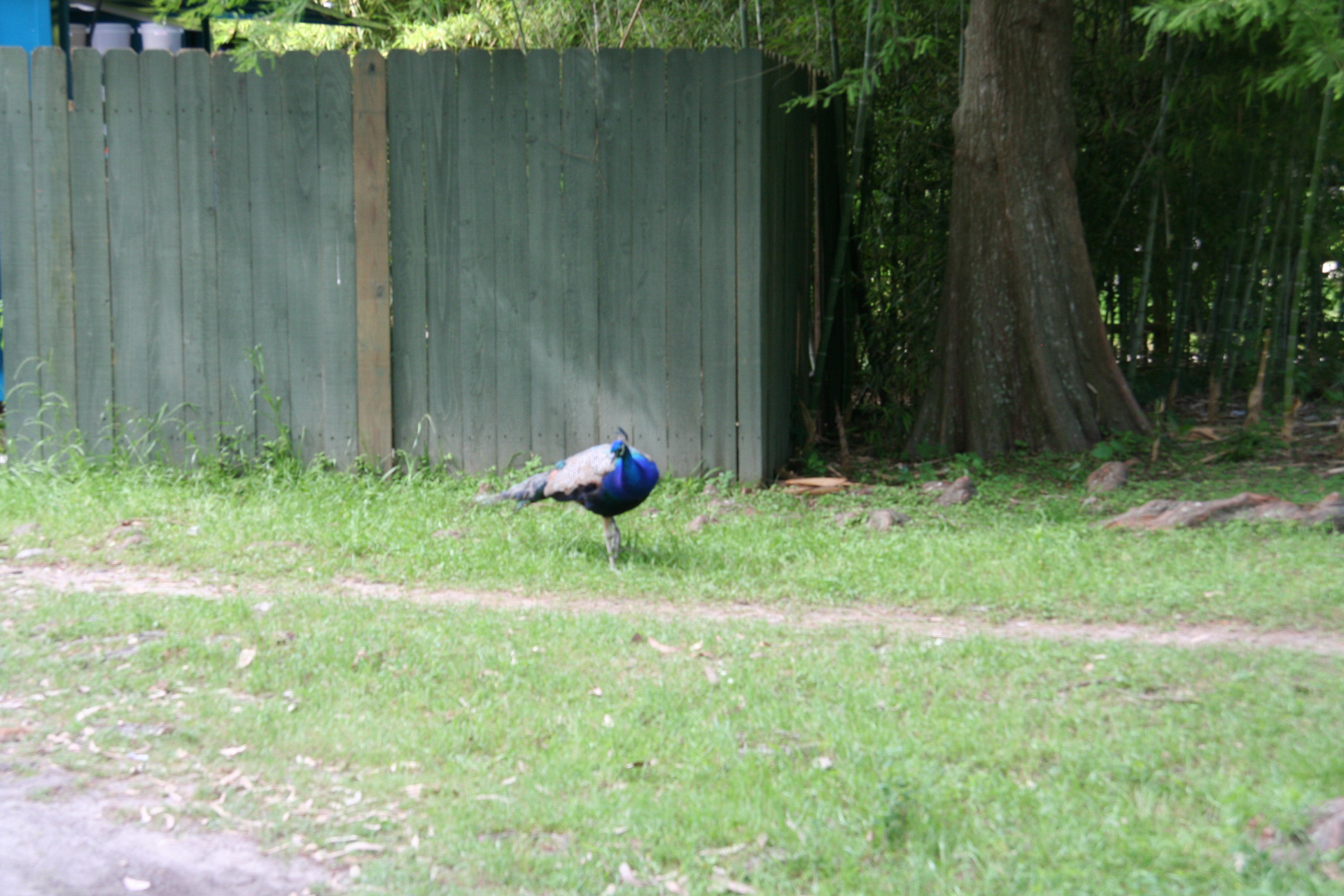 freilaufender Pfau am Weg zum Ausgang/free-roaming peacock on the way to the exit